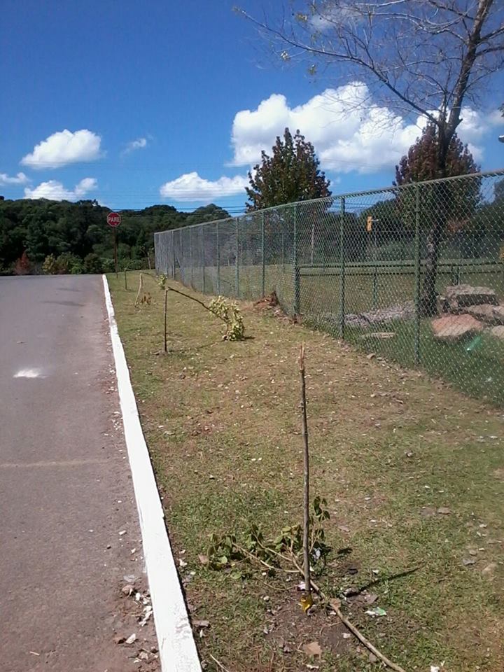 arvores-vandalismo-bairro-moura