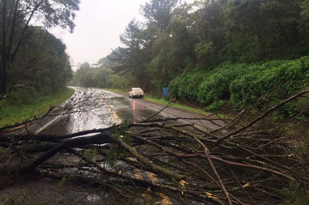 galhos-na-pista-rs-115