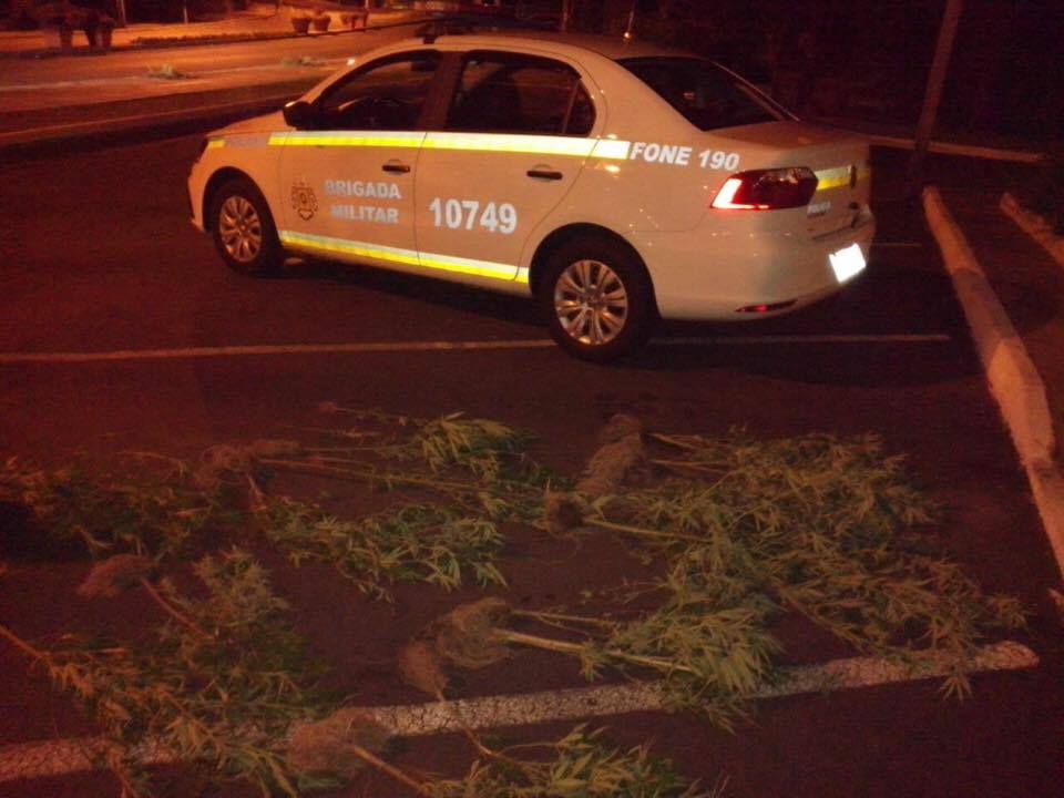 brigada-militar-apreende-pes-de-maconha-em-gramado