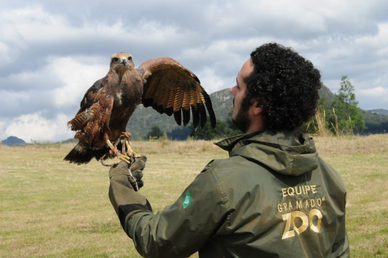 falcao-gramadozoo