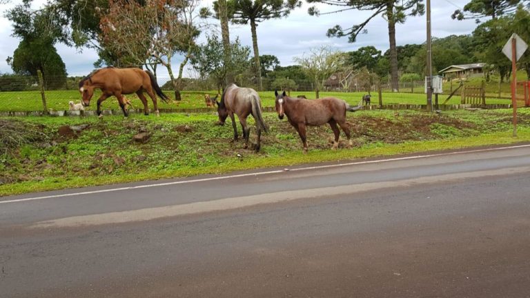 cavalos-soltos-na-pista
