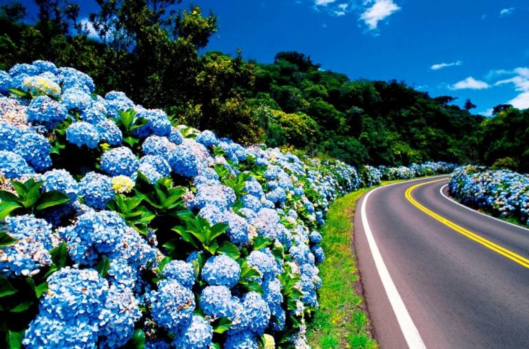 regiao-das-hortênsias