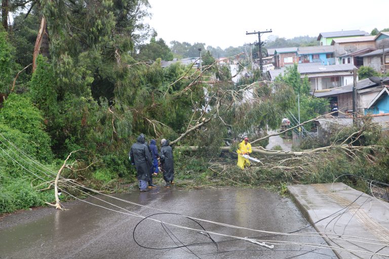 Queda de árvores bairro São Luiz - Rua Ourides Rodrigues