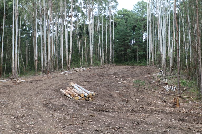 Área Canil Banhado Grande