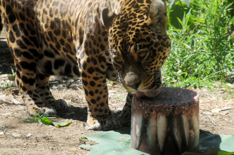 8DA1833F-E04C-4B8A-B912-DC076215490A