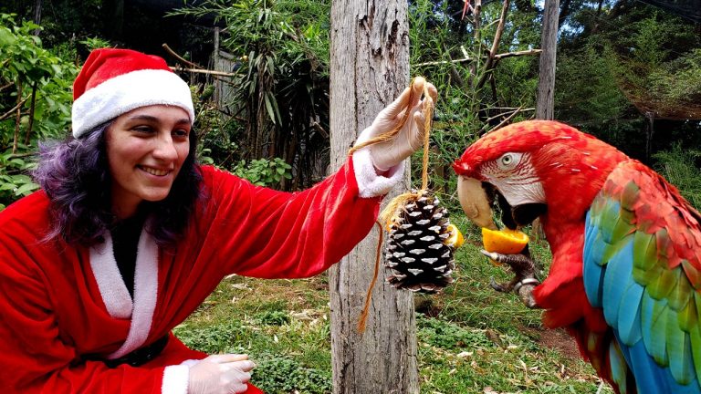 tratadora_noel_cássia