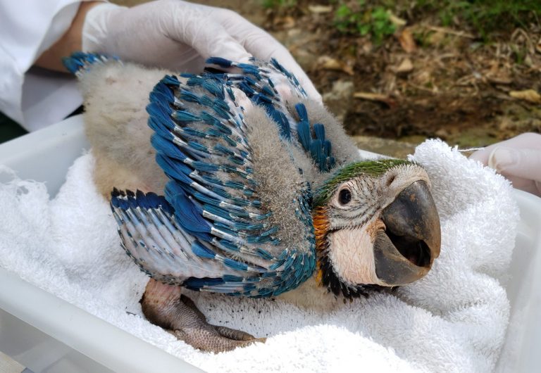 filhote_arara_caninde (4)