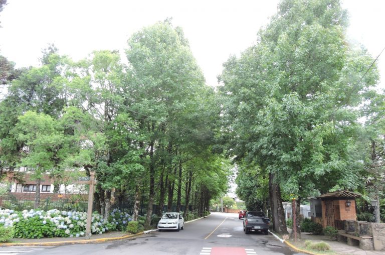 Arborização-e1591986503899