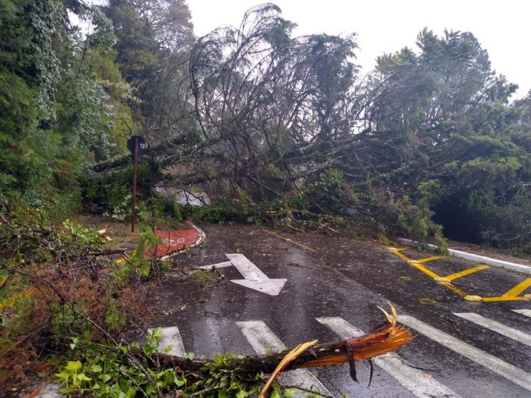 Temporal_FelipeContri-e1593623079446