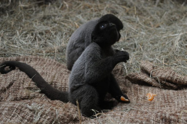 barrigudos-1-e1593804976384