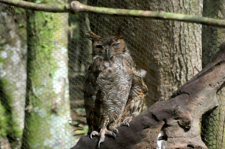 coruja_jacurutu-3-e1596653134385