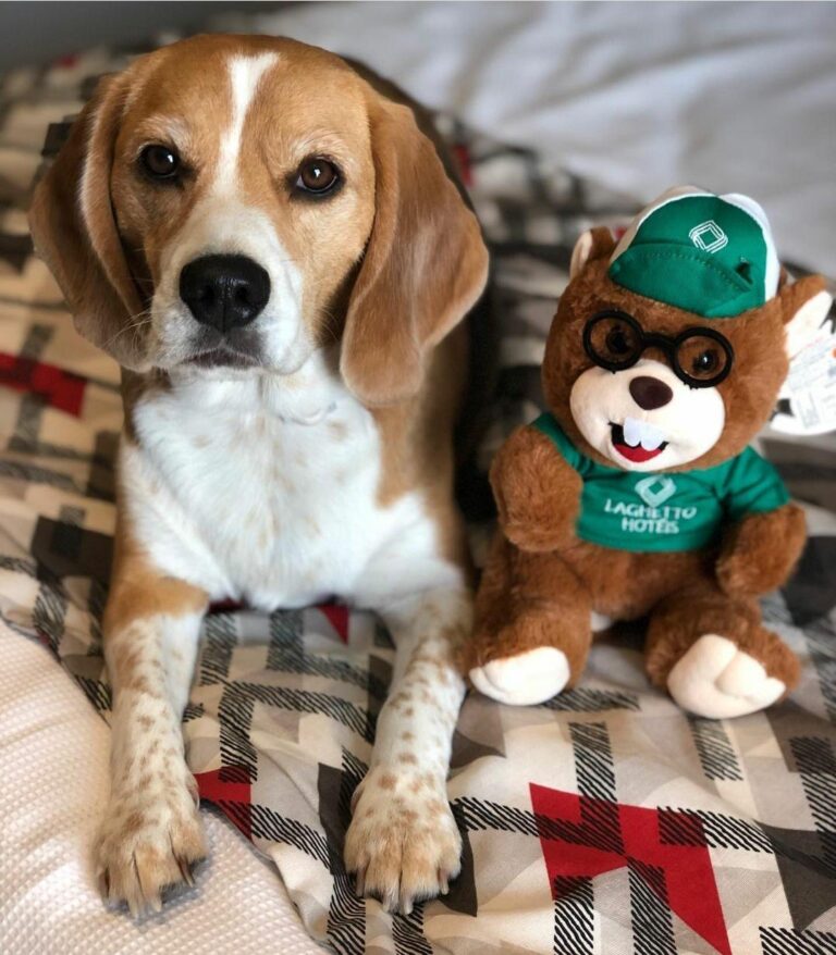 a beagle mel (Foto Instagram) 01
