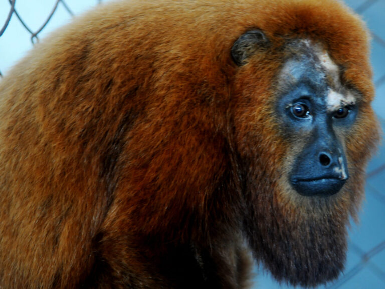 bugio_adulto-2-e1604523322516