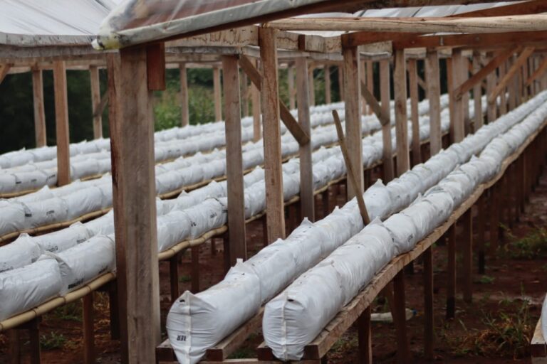Produtores de Gramado recebem 28 mil mudas de morangos1