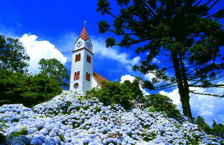 gramado-hortensias
