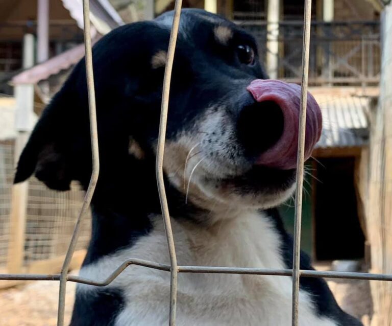 Para incentivar adoções, denúncias de maus-tratos e abandono, Prefeitura de Gramado cria o “Gramadinho Zap”