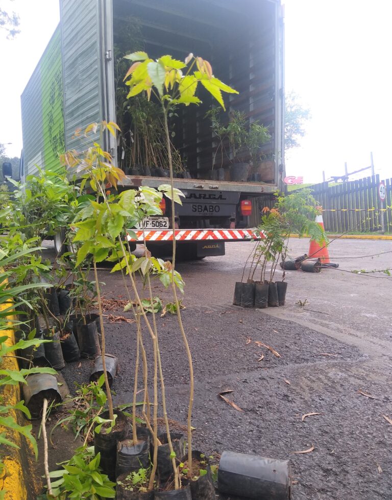 Gramado + Verde 01-10-21 (1)