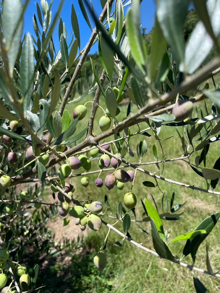 Colheita-Olivas-2022