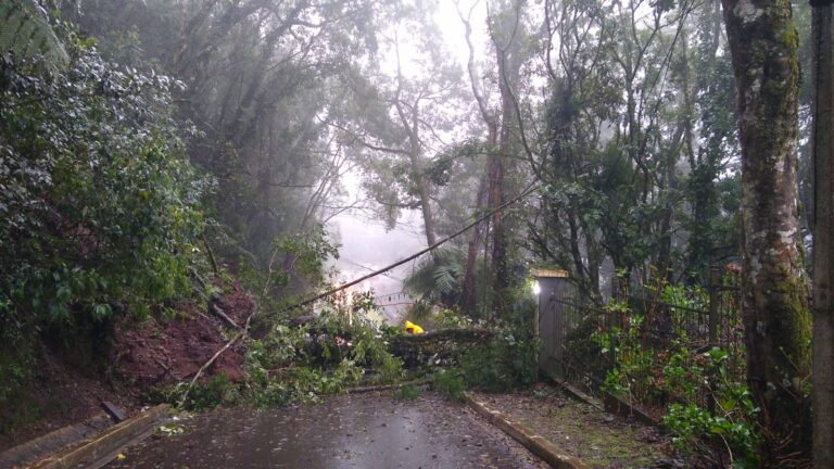 foto-arvore-caida-bairro-planalto