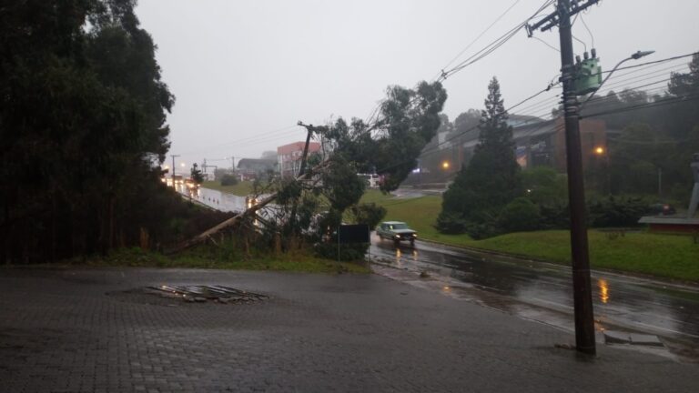 foto-arvore-caida-rodovia