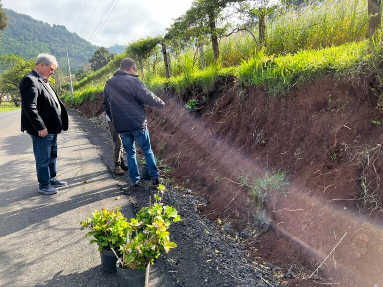 Hortênsias - Nestor