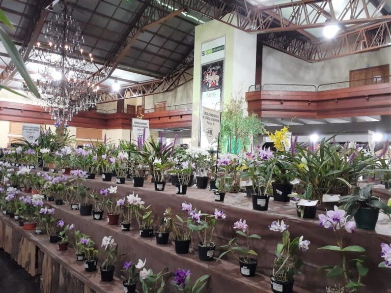 exposição orquideas
