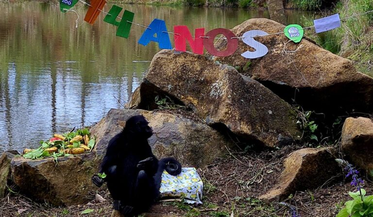 macaco_aranha_foto_halder