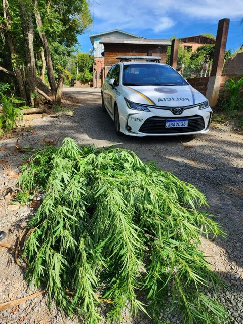 BRIGADA MILITAR DE GRAMADO APREENDE PLANTAÇÃO DE MACONHA NO BAIRRO JARDIM