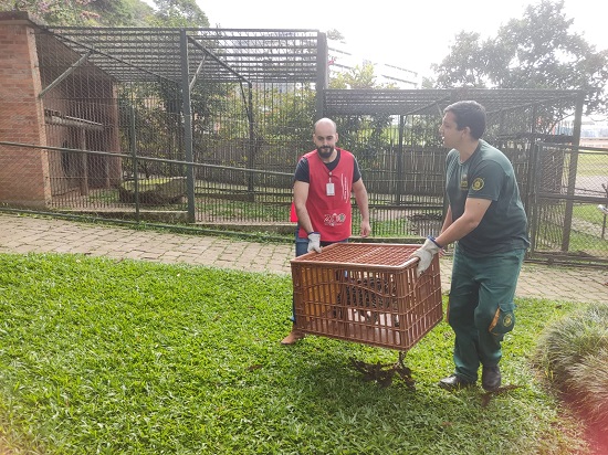 transferência_zoo (1)