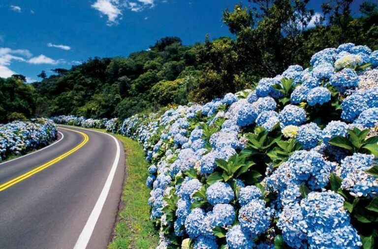 foto regiao das hortensias