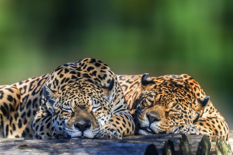 Pintadas de preguiça