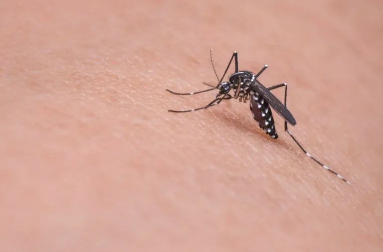 mosquito-dengue-aedes