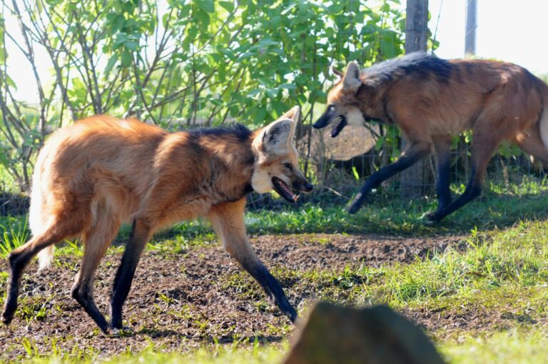 casal_lobos_foto_halder2