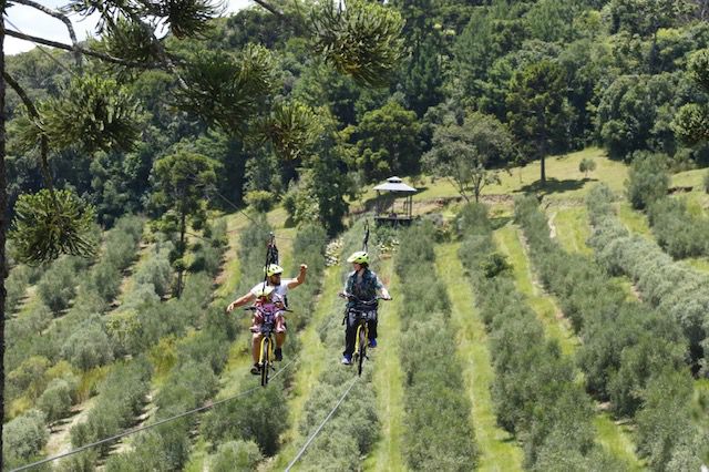 Foto Olivas de Gramado