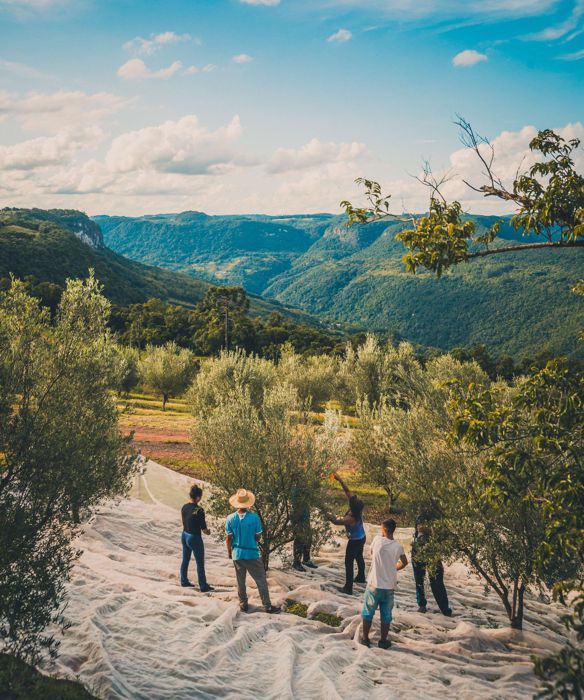 Foto Olivas de Gramado promove