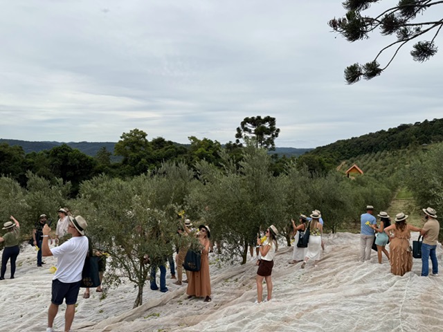 Foto Olivas celebra recorde na colheita e