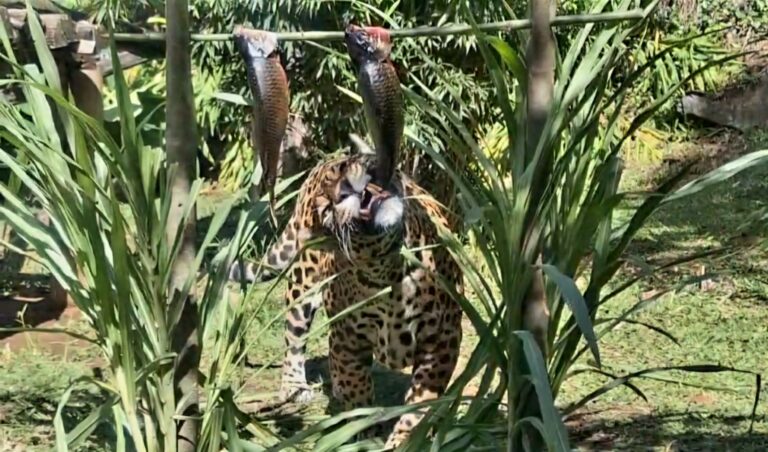 Foto Animais do Gramadozoo ganham peixes na Sexta-feira Santa