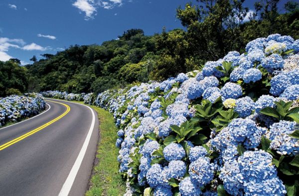 Foto Verão na Serra Gaúcha.rodovia com hortensias