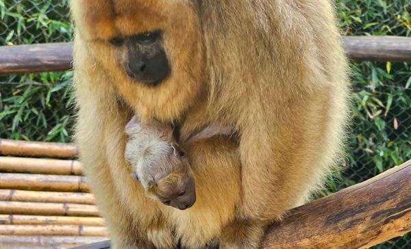 Foto bugio_foto_jorge_lima