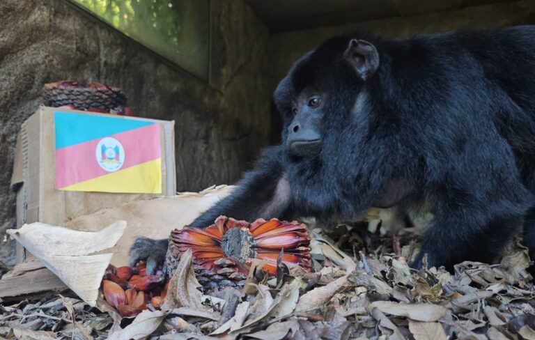 Foto Pinhão garante reforço calórico na alimentação de animais no Gramadozoo