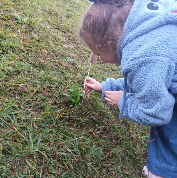 Foto Plantio de Hortências (00000003)