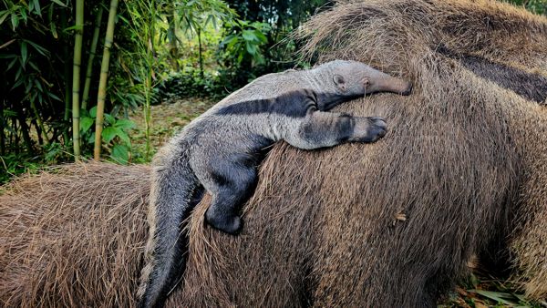 Foto tamanduá_filhote_foto_halder2