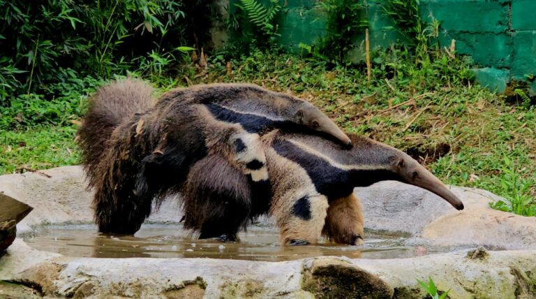 filhote_tamanduá_novembro_25_foto_halder1