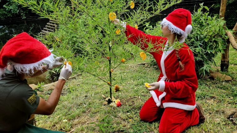 natal_quatis_foto_halder1