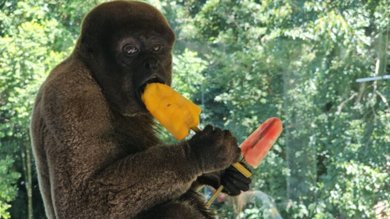 barrigudo_foto_halder1