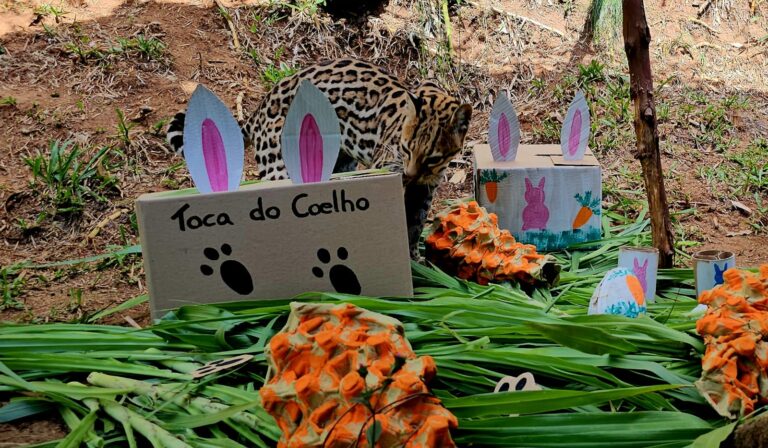 Foto jaguatirica_foto_halder1