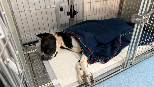 Foto Castrações e chips cachorro
