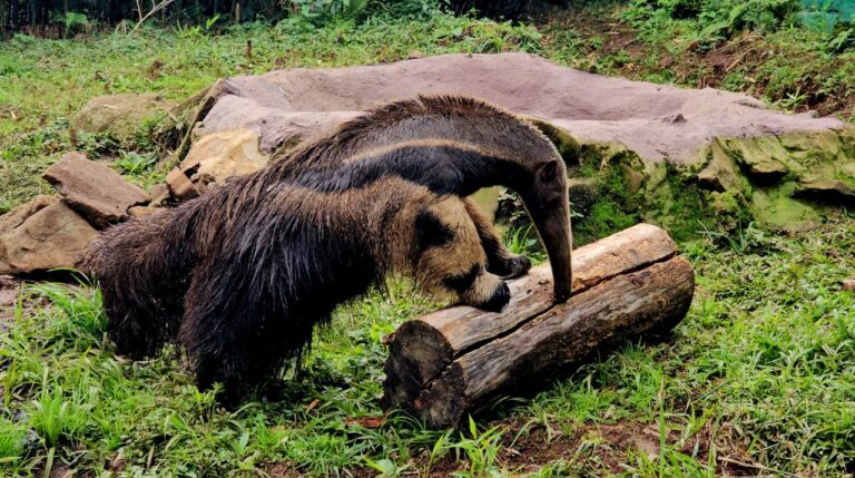 tamandua_filhote (1)